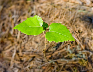 Image showing New birch tree