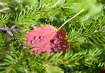 Image showing Autumn leaf