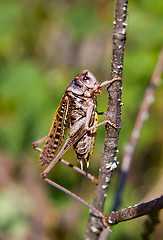 Image showing Large grasshopper / locust