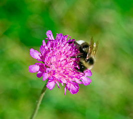 Image showing Bumblebee on the flower