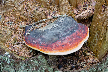 Image showing Fungus on old pine tree