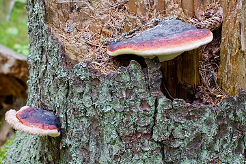 Image showing Fungus on old pine tree