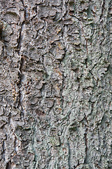 Image showing Old pine tree trunk texture