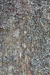 Image showing Old pine tree trunk texture