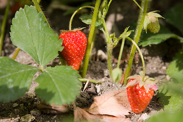 Image showing strawberry bush