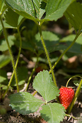 Image showing Strawberries are the beds