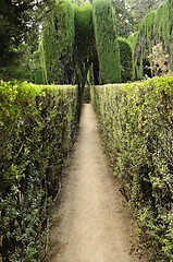 Image showing Maze in the gardens of the Royal Alcazar in Seville, Spain