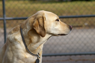 Image showing Gold Labrador