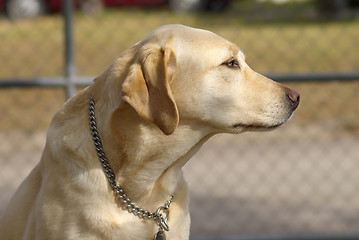 Image showing Gold Labrador