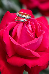 Image showing Two gold wedding rings with pink rose