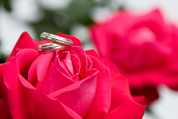 Image showing Two gold wedding rings with pink rose