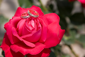 Image showing Two gold wedding rings with pink rose