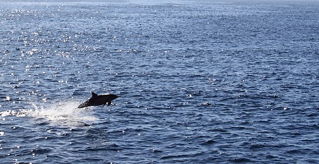 Image showing dolphin jump ocean