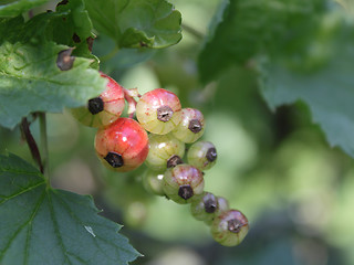 Image showing Unripe red currant