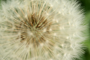 Image showing Soft Fluffy Dandelion Seeds