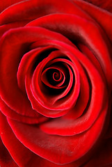 Image showing Red Rose Close Up