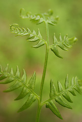 Image showing Bracken (Pteridium aquilinum) in Green Forest