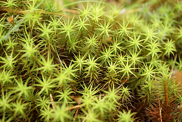 Image showing Green Moss Macro (Polytrichum commune)