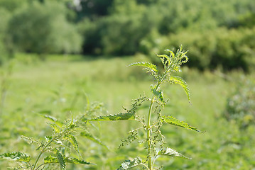 Image showing Nettle