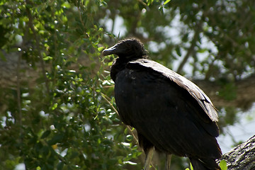 Image showing profile portrait of black vulture perched in tree