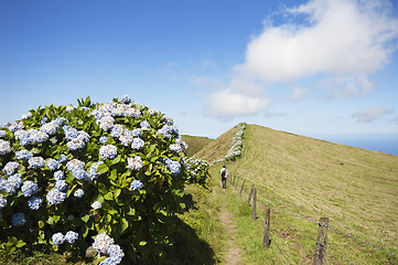 Image showing Hortensias in Faial, Azores