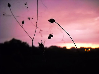 Image showing Spider silhouette over pink evening sky