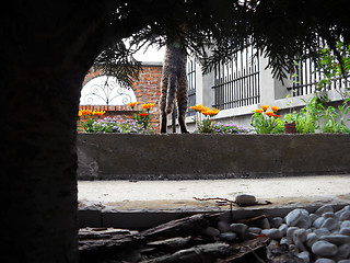 Image showing Cat through natural tree frame