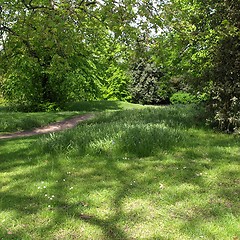 Image showing Greenery background