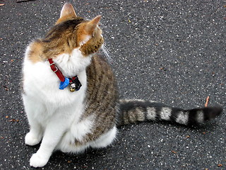 Image showing Fat Cat