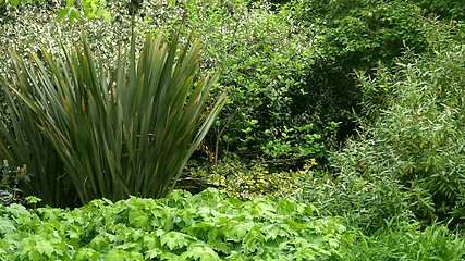 Image showing Greenery background