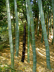 Image showing Bamboo Forest