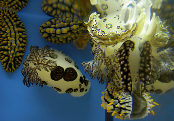 Image showing Underwater life aspect