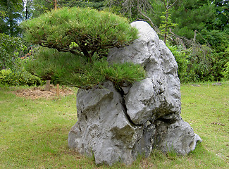 Image showing Grown Through The Rock