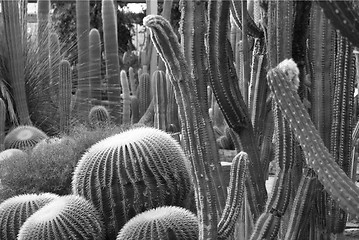 Image showing Cactus