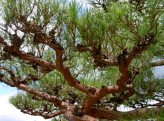 Image showing Pine Branches