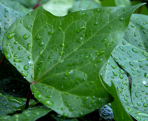 Image showing Water drops on a leaf