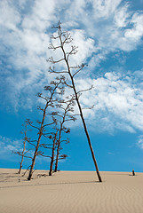 Image showing Agaves