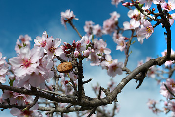 Image showing Almond nut and flowers