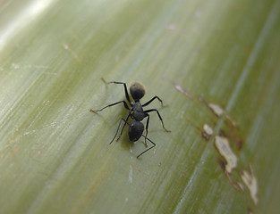 Image showing The Ant