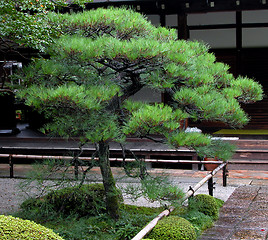 Image showing Japanese Pine