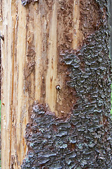 Image showing Pine tree trunk texture