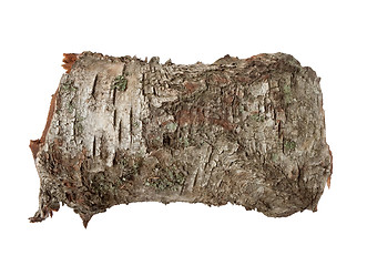 Image showing Birch tree bark texture