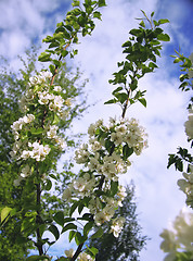 Image showing Spring apple / pear tree blossom