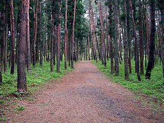 Image showing Perspective In The Forest