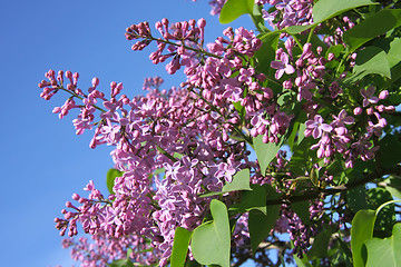 Image showing Blooming lilac branches in the spring