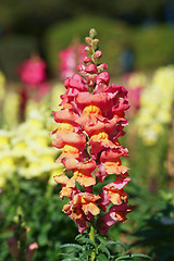 Image showing snapdragon flowers