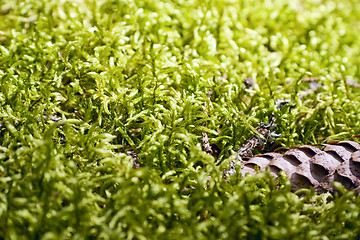 Image showing Green moss background