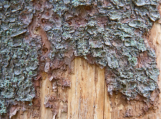 Image showing Pine tree trunk texture
