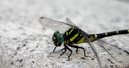 Image showing Dragonfly