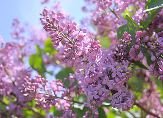 Image showing Fragrant lilac bush